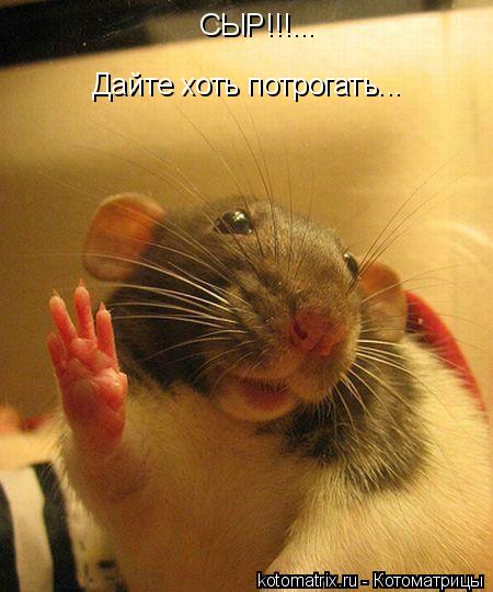 СЫР!!!... Дайте хоть потрогать...... Котоматрица: СЫР!!!... Дайте хоть потрогать...