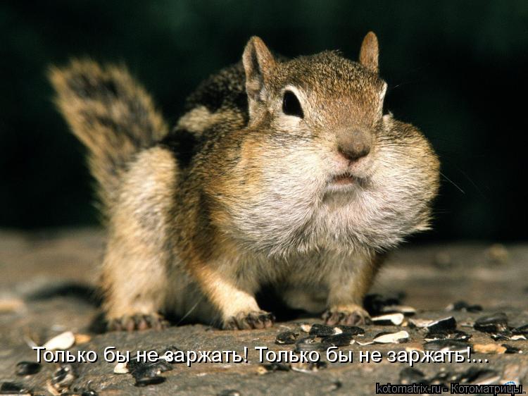 Только бы не заржать! Только бы не заржать!...... Котоматрица: Только бы не заржать! Только бы не заржать!...