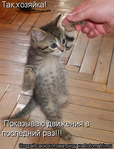Так,хозяйка! Показываю движения в последний раз!!!... Котоматрица: Так,хозяйка! Показываю движения в последний раз!!!