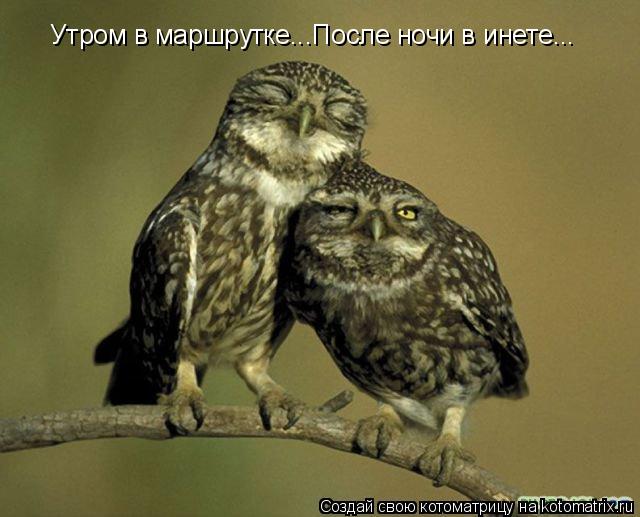 Утром в маршрутке...После ночи в инете...... Котоматрица: Утром в маршрутке...После ночи в инете...