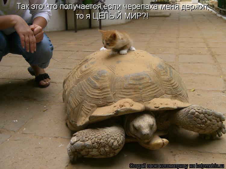 Котоматрица: Так это что получается,если черепаха меня держит, то я ЦЕЛЫЙ МИР?!