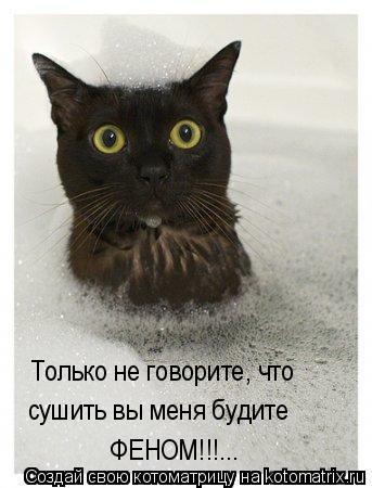 Только не говорите, что сушить вы меня будите ФЕНОМ!!!...... Котоматрица: Только не говорите, что сушить вы меня будите ФЕНОМ!!!...
