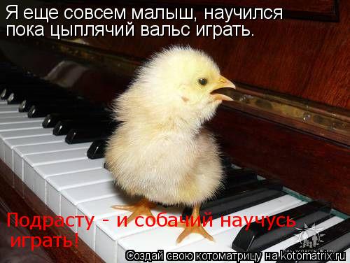 Я еще совсем малыш, научился пока цыплячий вальс играть. Подрасту - и собачий научусь играть!... Котоматрица: Я еще совсем малыш, научился пока цыплячий вальс играть. Подрасту - и собачий научусь играть!