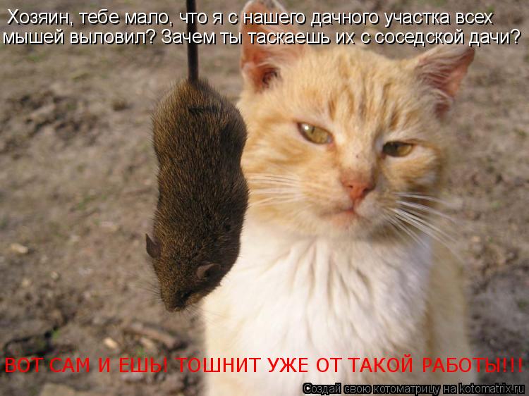Хозяин, тебе мало, что я с нашего дачного участка всех мышей выловил? Зачем ты таскаешь их с соседско... Котоматрица: Хозяин, тебе мало, что я с нашего дачного участка всех мышей выловил? Зачем ты таскаешь их с соседской дачи? ВОТ САМ И ЕШЬ! ТОШНИТ УЖЕ ОТ ТАКОЙ