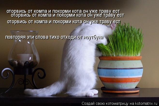 оторвись от компа и покорми кота он уже траву ест оторвись от компа и покорми кота он уже траву ест о... Котоматрица: оторвись от компа и покорми кота он уже траву ест оторвись от компа и покорми кота он уже траву ест оторвись от компа и покорми кота он уже т