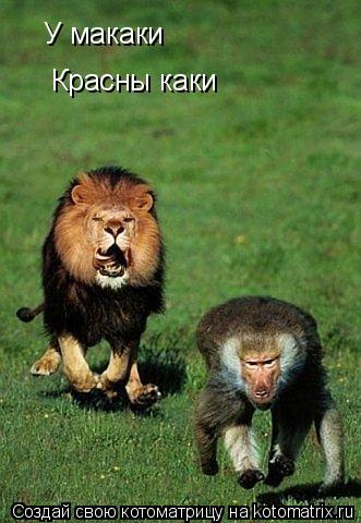 Котоматрица: У макаки  Красны каки