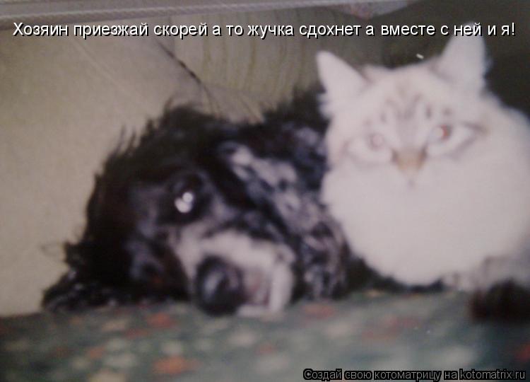 Котоматрица: Хозяин приезжай скорей а то жучка сдохнет а вместе с ней и я!