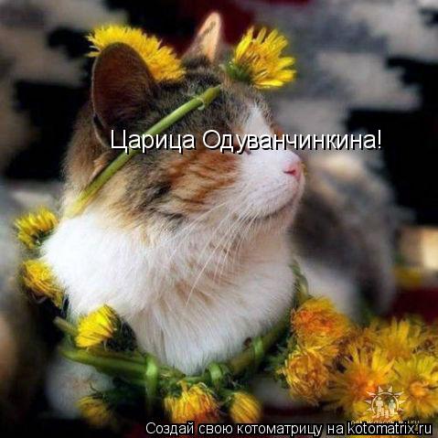 Котоматрица: Царица Одуванчинкина!