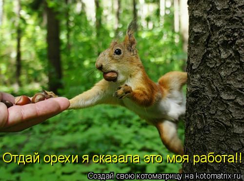 Котоматрица: Отдай орехи я сказала это моя работа!!!