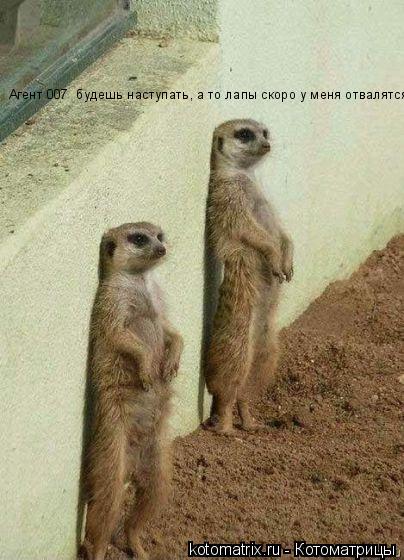 Котоматрица: Агент 007  будешь наступать, а то лапы скоро у меня отвалятся!