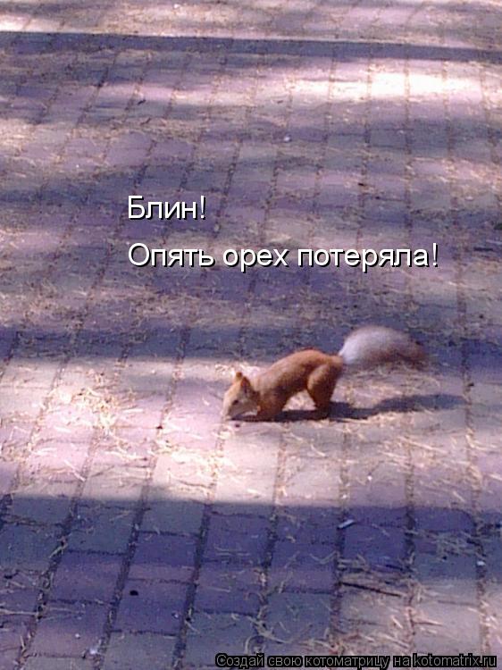 Блин! Опять орех потеряла!... Котоматрица: Блин! Опять орех потеряла!
