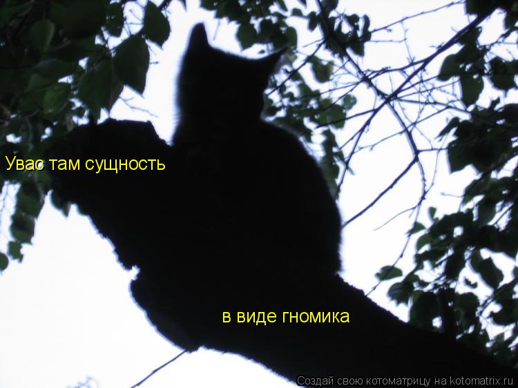 Увас там сущность в виде гномика... Котоматрица: Увас там сущность в виде гномика