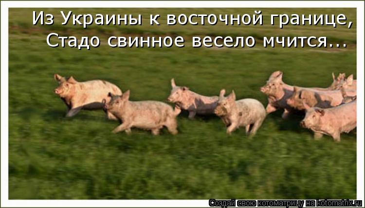 Из Украины к восточной границе, Стадо свинное весело мчится...... Котоматрица: Из Украины к восточной границе, Стадо свинное весело мчится...