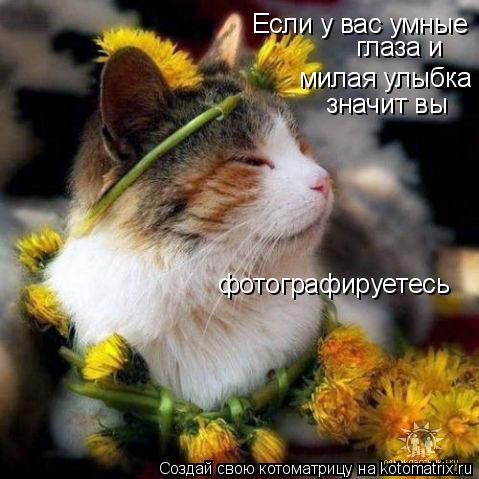 Если у вас умные глаза и милая улыбка значит вы фотографируетесь... Котоматрица: Если у вас умные глаза и милая улыбка значит вы фотографируетесь