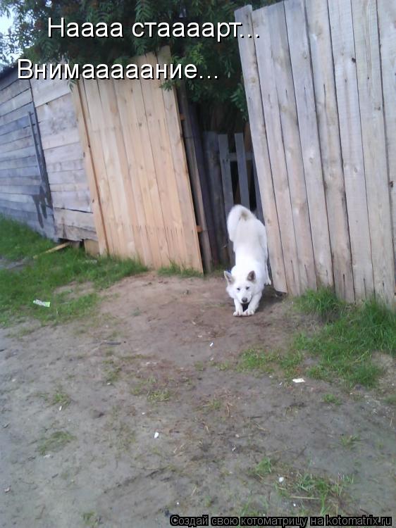 Наааа стаааарт... Внимааааание...... Котоматрица: Наааа стаааарт... Внимааааание...