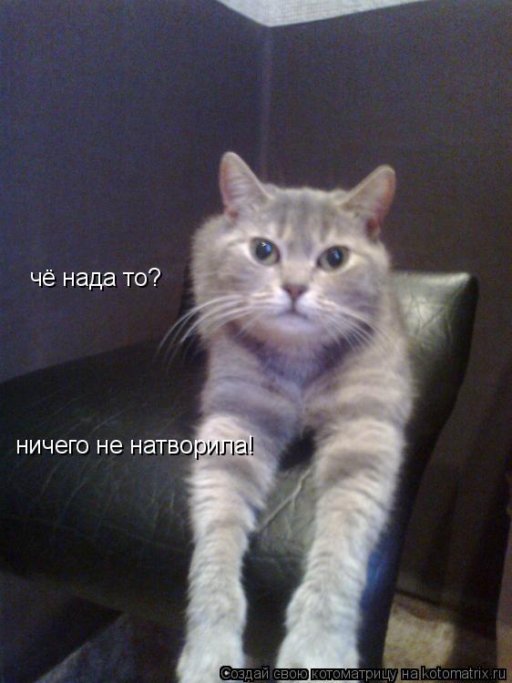 чё нада то? ничего не натворила! чё нада то?... Котоматрица: чё нада то? ничего не натворила! чё нада то?