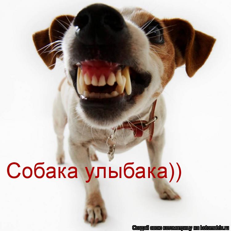 Котоматрица: Собака улыбака))