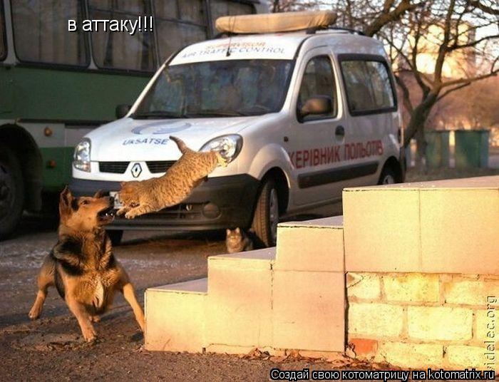 Котоматрица: в аттаку!!!