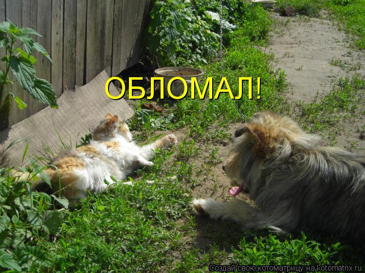 Котоматрица: ОБЛОМАЛ!