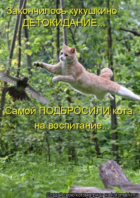 Котоматрица: Закончилось кукушкино ДЕТОКИДАНИЕ... Самой ПОДБРОСИЛИ кота на воспитание...