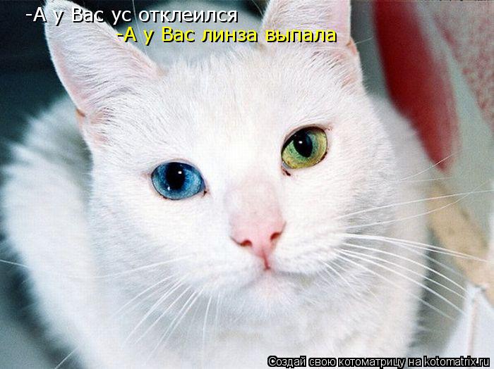 Котоматрица: -А у Вас ус отклеился -А у Вас линза выпала