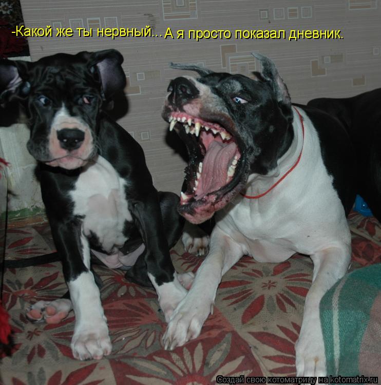 Котоматрица: -Какой же ты нервный... А я просто показал дневник.