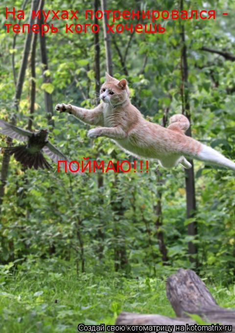 Котоматрица: На мухах потренировался -  теперь кого хочешь  ПОЙМАЮ!!!