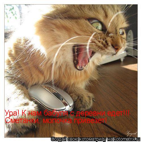 Котоматрица: Ура! К нам бабуля с деревни едет!!! Сметанки, молочка привезет!