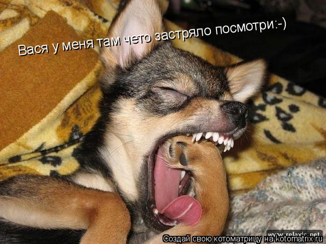 Вася у меня там чето застряло посмотри:-)... Котоматрица: Вася у меня там чето застряло посмотри:-)