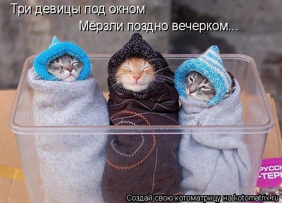 Котоматрица: Три девицы под окном Мёрзли поздно вечерком...
