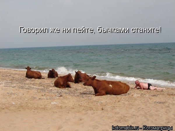 Говорил же ни пейте, бычками станите!... Котоматрица: Говорил же ни пейте, бычками станите!