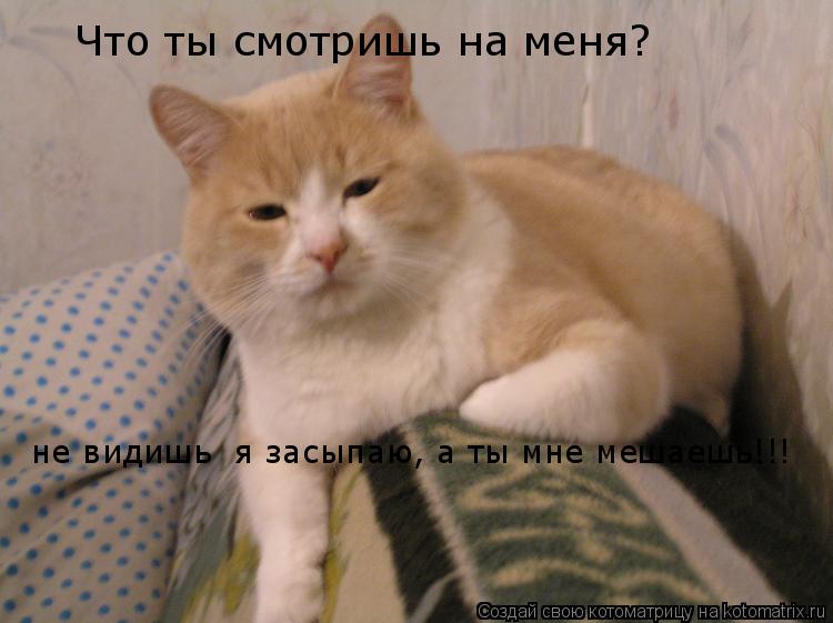 Что ты смотришь на меня? не видишь я засыпаю, а ты мне мешаешь!!!... Котоматрица: Что ты смотришь на меня? не видишь я засыпаю, а ты мне мешаешь!!!