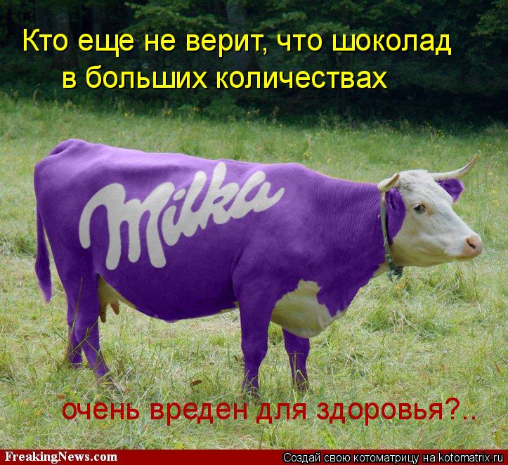 Кто еще не верит, что шоколад в больших количествах очень вреден для здоровья?..... Котоматрица: Кто еще не верит, что шоколад в больших количествах очень вреден для здоровья?..