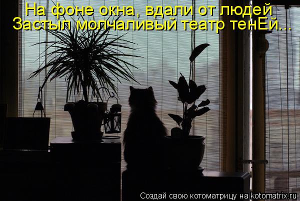 На фоне окна, вдали от людей Застыл молчаливый театр тенЕй...... Котоматрица: На фоне окна, вдали от людей Застыл молчаливый театр тенЕй...