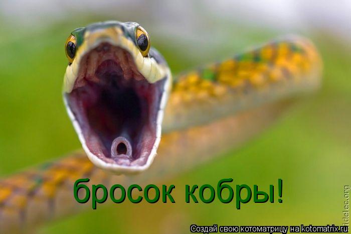 бросок кобры!... Котоматрица: бросок кобры!