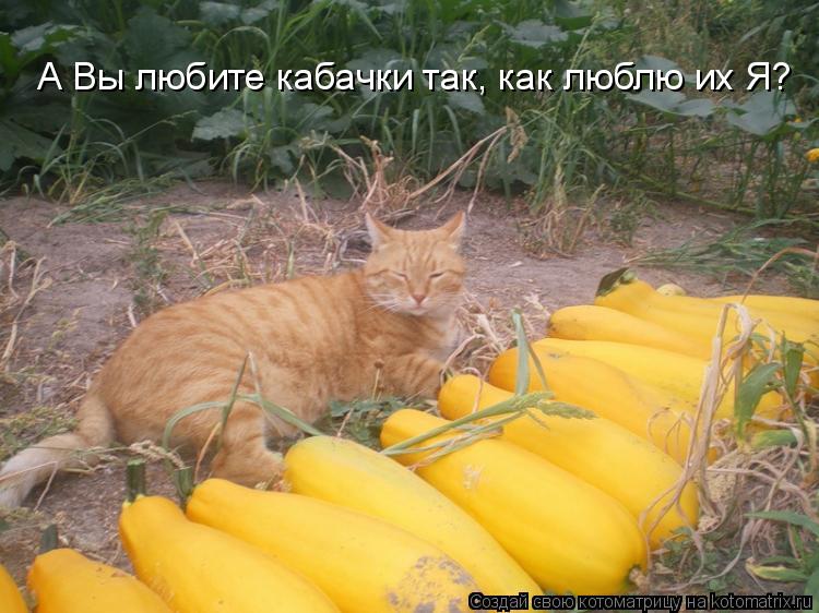 А Вы любите кабачки так, как люблю их Я?... Котоматрица: А Вы любите кабачки так, как люблю их Я?