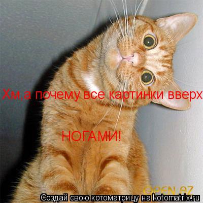 Хм,а почему все картинки вверх НОГАМИ!... Котоматрица: Хм,а почему все картинки вверх НОГАМИ!