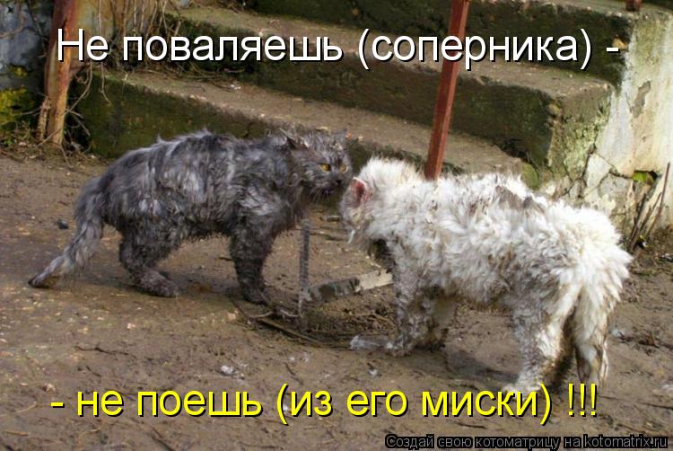 Не поваляешь (соперника) - - не поешь (из его миски) !!!... Котоматрица: Не поваляешь (соперника) - - не поешь (из его миски) !!!