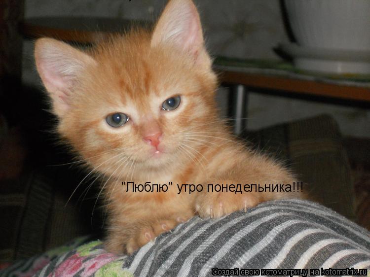 "Люблю" утро понедельника!!! "Люблю" утро понедельника!!!... Котоматрица: "Люблю" утро понедельника!!! "Люблю" утро понедельника!!!