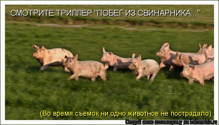 СМОТРИТЕ ТРИЛЛЕР "ПОБЕГ ИЗ СВИНАРНИКА..." (Во время съемок ни одно животное не пострадало)... Котоматрица: СМОТРИТЕ ТРИЛЛЕР "ПОБЕГ ИЗ СВИНАРНИКА..." (Во время съемок ни одно животное не пострадало)