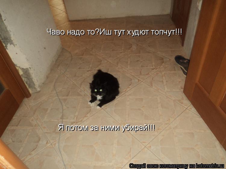 Котоматрица: Чаво надо то?Иш тут худют топчут!!! Я потом за ними убирай!!!