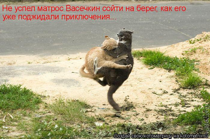Котоматрица: Не успел матрос Васечкин сойти на берег, как его уже поджидали приключения...