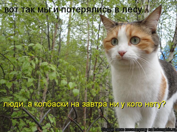 Котоматрица: вот так мы и потерялись в лесу... вот так мы и потерялись в лесу... люди, а колбаски на завтра ни у кого нету?