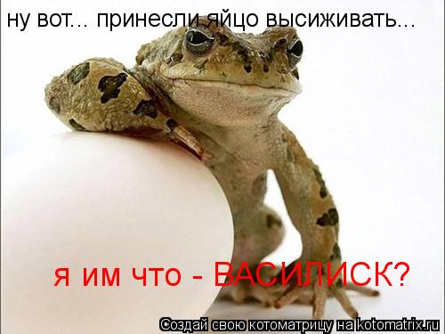 Котоматрица: ну вот... принесли яйцо высиживать...  я им что - ВАСИЛИСК?