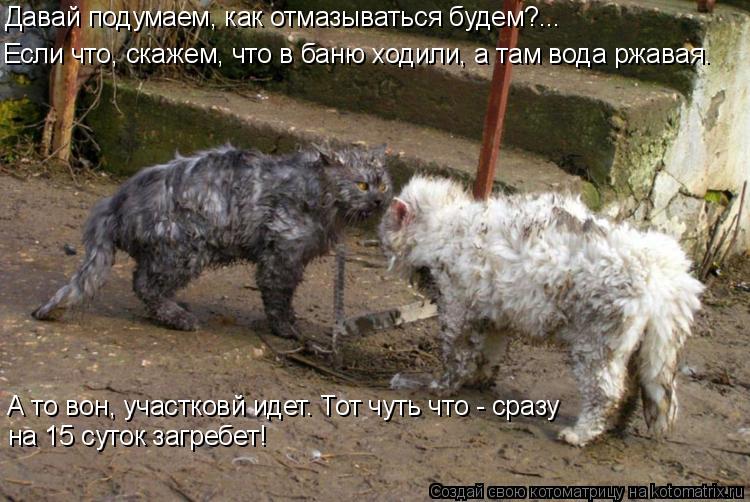 Котоматрица: Если что, скажем, что в баню ходили, а там вода ржавая. Давай подумаем, как отмазываться будем?... А то вон, участковй идет. Тот чуть что - сразу 