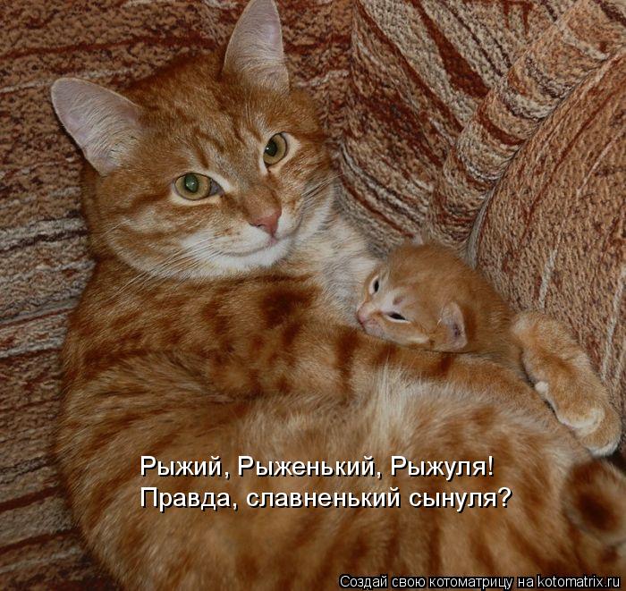 Котоматрица: Рыжий, Рыженький, Рыжуля! Правда, славненький сынуля?