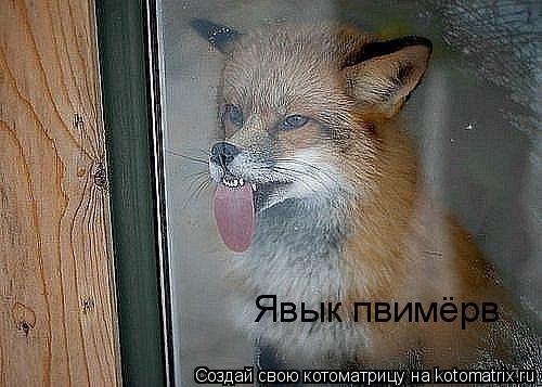 Котоматрица: Явык пвимёрв