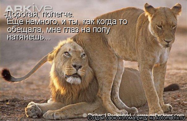 Котоматрица: -Дорогая, полегче. Еще немного, и ты, как когда то  обещала, мне глаз на попу натянешь...