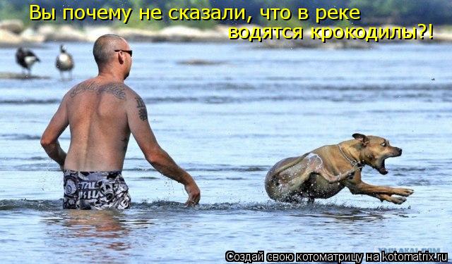 Котоматрица: Вы почему не сказали, что в реке водятся крокодилы?!