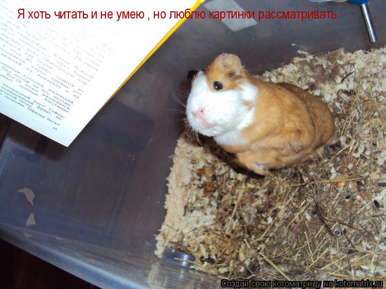 Котоматрица: Я хоть читать и не умею , но люблю картинки рассматривать.